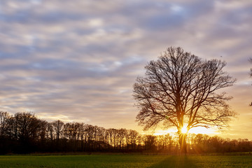 Fototapeta na wymiar Eichenbaum im Sonnenuntergang