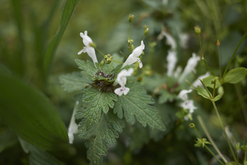 Lamium bifidum flowers