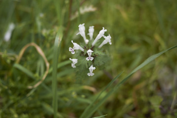 Lamium bifidum flowers