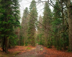 road with mud and puddles covered with autumn bright leaves in a forest with green coniferous trees