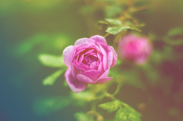 Pink rose in the garden