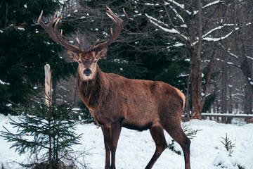 Hirsch im Winterwald auf der Schwäbischen Alb