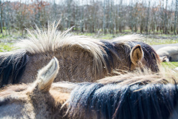 Close-up shot on furs of two ponies on sunny day - abstract texture
