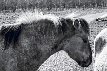 Portrait of a hairy pony in black and white on sunny day
