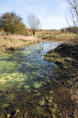 Shallow water flowing on wetland at Floodplains Forest - seen in early Spring - Vertical