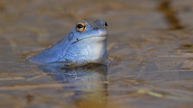 Blue moor frog (Rana arvalis) croaking 