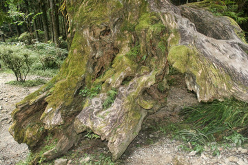 Naklejka premium A mighty tree trunk in Alishan, Taiwan