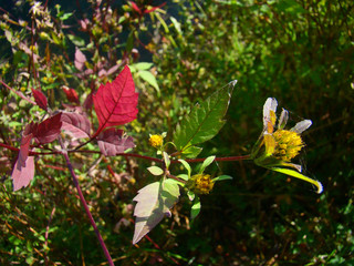 Autumn colorful plants