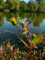 Autumn colorful plants near the water