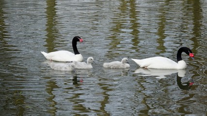Schwarzhalsschwäne, Familie mit Jungvögeln