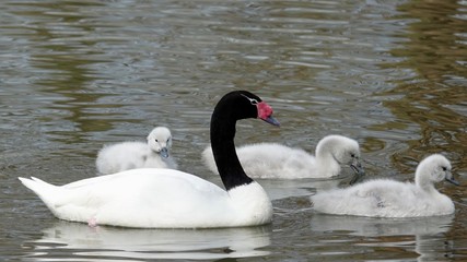 Schwarzhalsschwäne, Familie mit Jungvögeln
