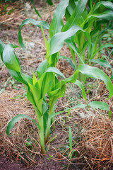 Close up green corn plant on garden
