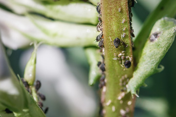 Aphid Infestation Of Garden Plants