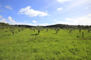 the green and rural hinterland of the Porquerolles Island