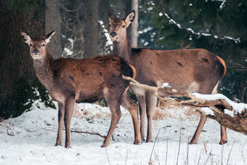 Rehe im Winter