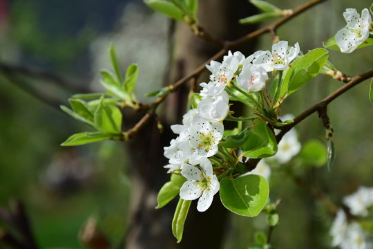 Blütezeit in Südtirol, Birnbaumblüte
