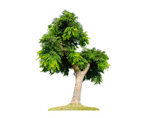 Fototapeta premium isolated tree on white background, tree on white background ,clipping path .