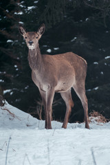 Reh im Winterwald