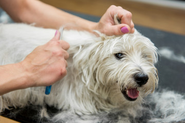 Dog West Highland White Terrier Grooming