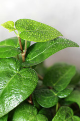 Leaves in raindrops close-up. Background. Texture