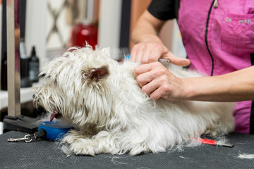 Dog West Highland White Terrier Grooming