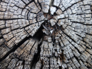 Cut tree trunk