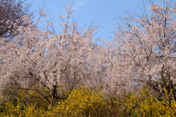 Fototapeta premium 枝垂れ桜と連翹