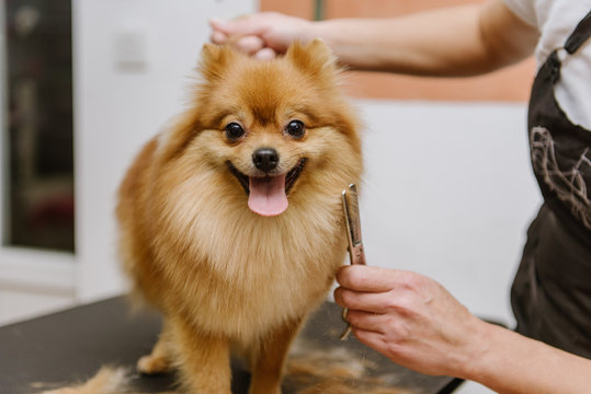 Grooming Dogs Spitz Pomeranian In The Cabin