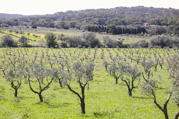 Fototapeta na wymiar walking in the green among the olive trees of the Porquerolles Island