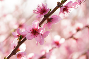 spring tree with pink flowers