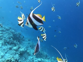 Fototapeta na wymiar Malediven Unterwasserwelt