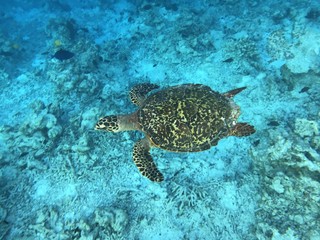 Obraz na płótnie Canvas Malediven Schildkröte