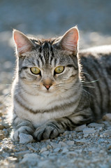 Getigerte Katze im Abendlicht