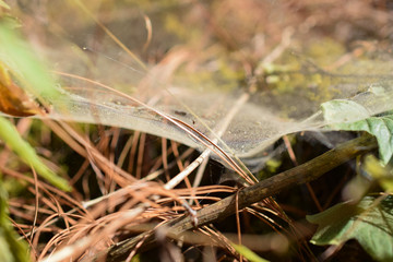 Großer, heller Spinnweben, Spinnennetz, Spinne, im Sonnenschein, überdeckt Wald, Waldboden, gewebt, Makro, Nahaufnahme