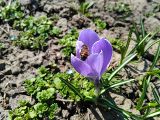 Crocus with bee on a ground in spring sunny day