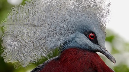 Rotbrust-Krontaube, Nahaufnahme Portrait