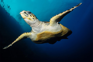 sea turtle swims under the water spreading its wings