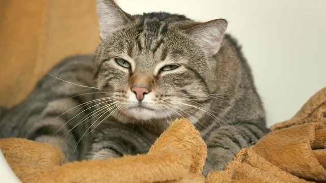 chat en train de se faire les griffes