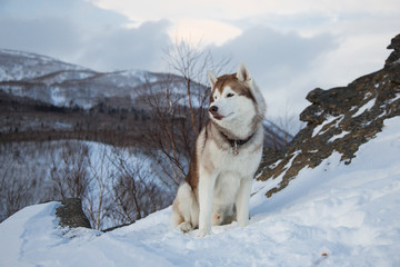 Beige and white Siberian husky sitting on the snow on a mountain in the background of mountains and forests. Dog on the background of a natural landscape.