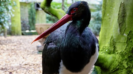 Schwarzstorch, Storch, Portrait, Nahaufnahme
