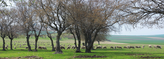 Flock of sheep