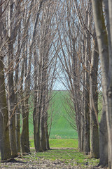 Fototapeta premium Forest trees tunel