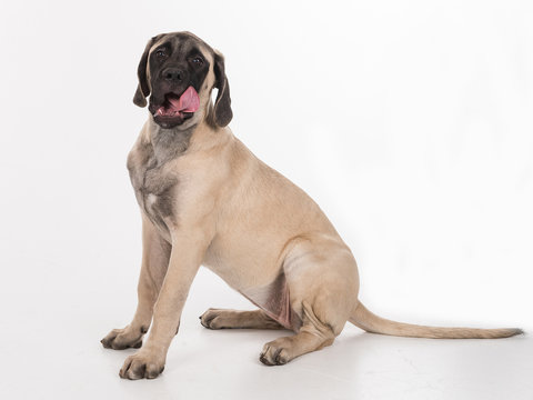 Old English Mastiff