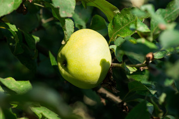 an apple on a branch
