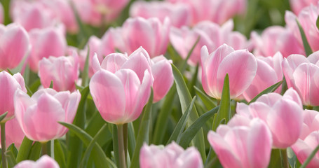 Beautiful pink tulip park