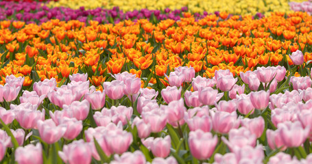 Beautiful Pink tulip field