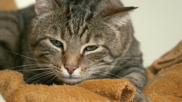 chat en train de se faire les griffes