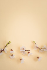 Apricot flower buds on pastel background