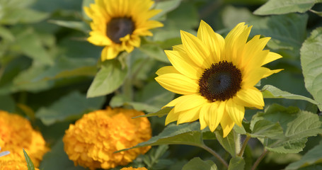 Fototapeta premium Beautiful sunflower field