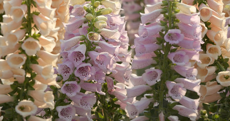 Foxglove flowers in garden © leungchopan